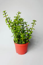 Fil Azığı (Portulacaria Afra) Para Çiçeği