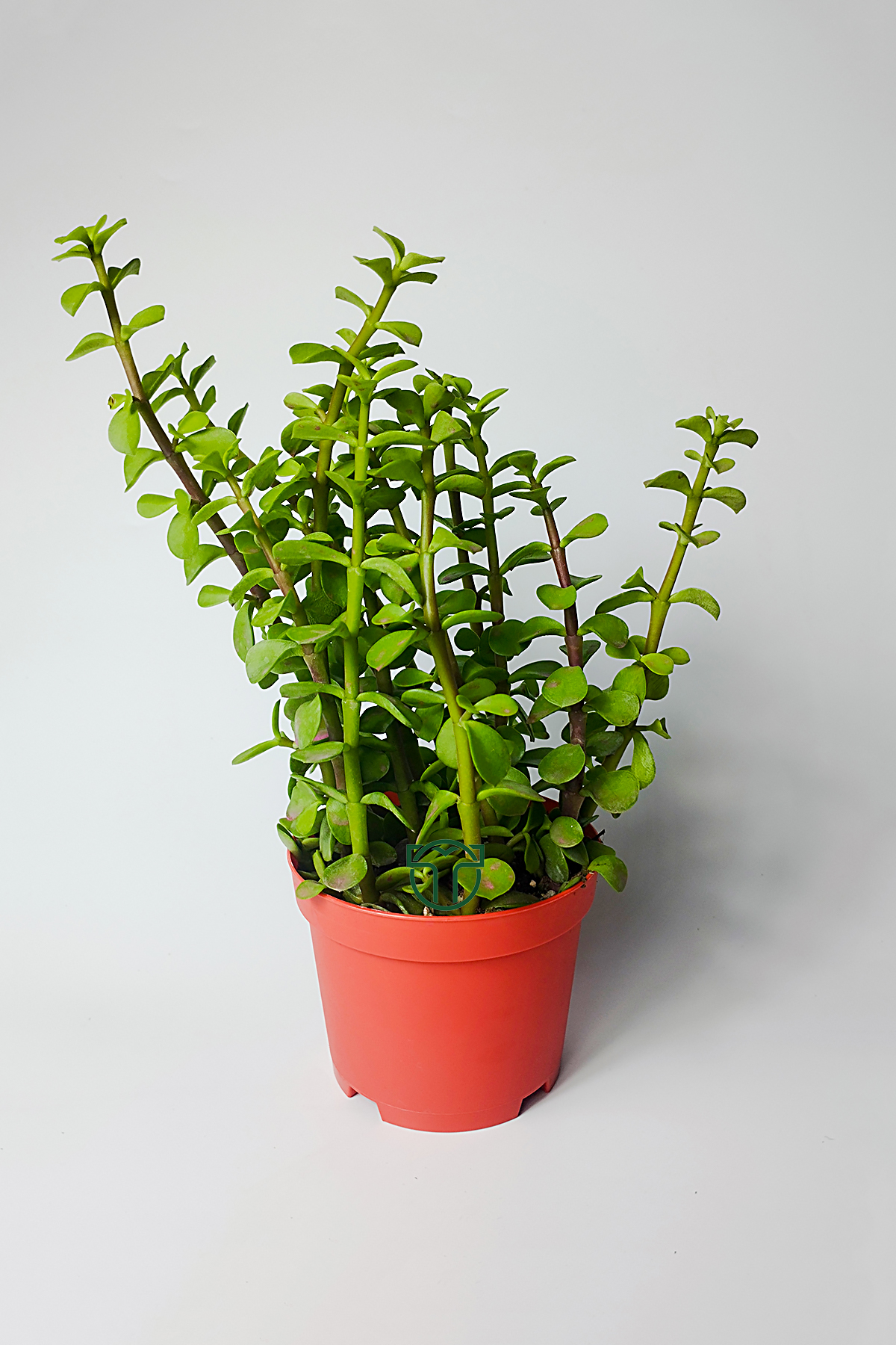 fil-azigi-portulacaria-afra-para-cicegi-8-5-saksida-01 Fil Azığı (Portulacaria Afra) Para Çiçeği