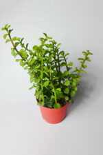 Fil Azığı (Portulacaria Afra) Para Çiçeği 8.5 Saksıda - Görsel 2