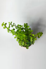 Fil Azığı (Portulacaria Afra) Para Çiçeği 8.5 Saksıda - Görsel 3