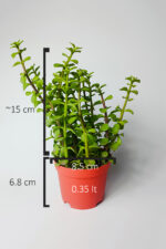 Fil Azığı (Portulacaria Afra) Para Çiçeği 8.5 Saksıda - Görsel 4