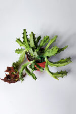 Orbea Melanantha leş kaktüsü nadir 8.5 cm saksıda - Görsel 2