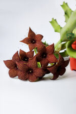Orbea Melanantha leş kaktüsü nadir 8.5 cm saksıda - Görsel 3