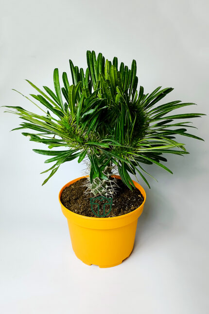 pachypodium-lamerei-cristata-madagaskar-palmiyesi