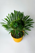 Pachypodium Lamerei Cristata Madagaskar Palmiyesi Koleksiyonluk - Görsel 2