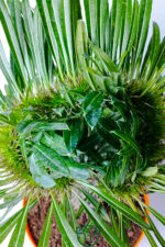 Pachypodium Lamerei Cristata Madagaskar Palmiyesi Koleksiyonluk - Görsel 3