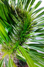 Pachypodium Lamerei Cristata Madagaskar Palmiyesi Koleksiyonluk - Görsel 4