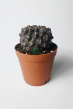 Copiapoa Humilis