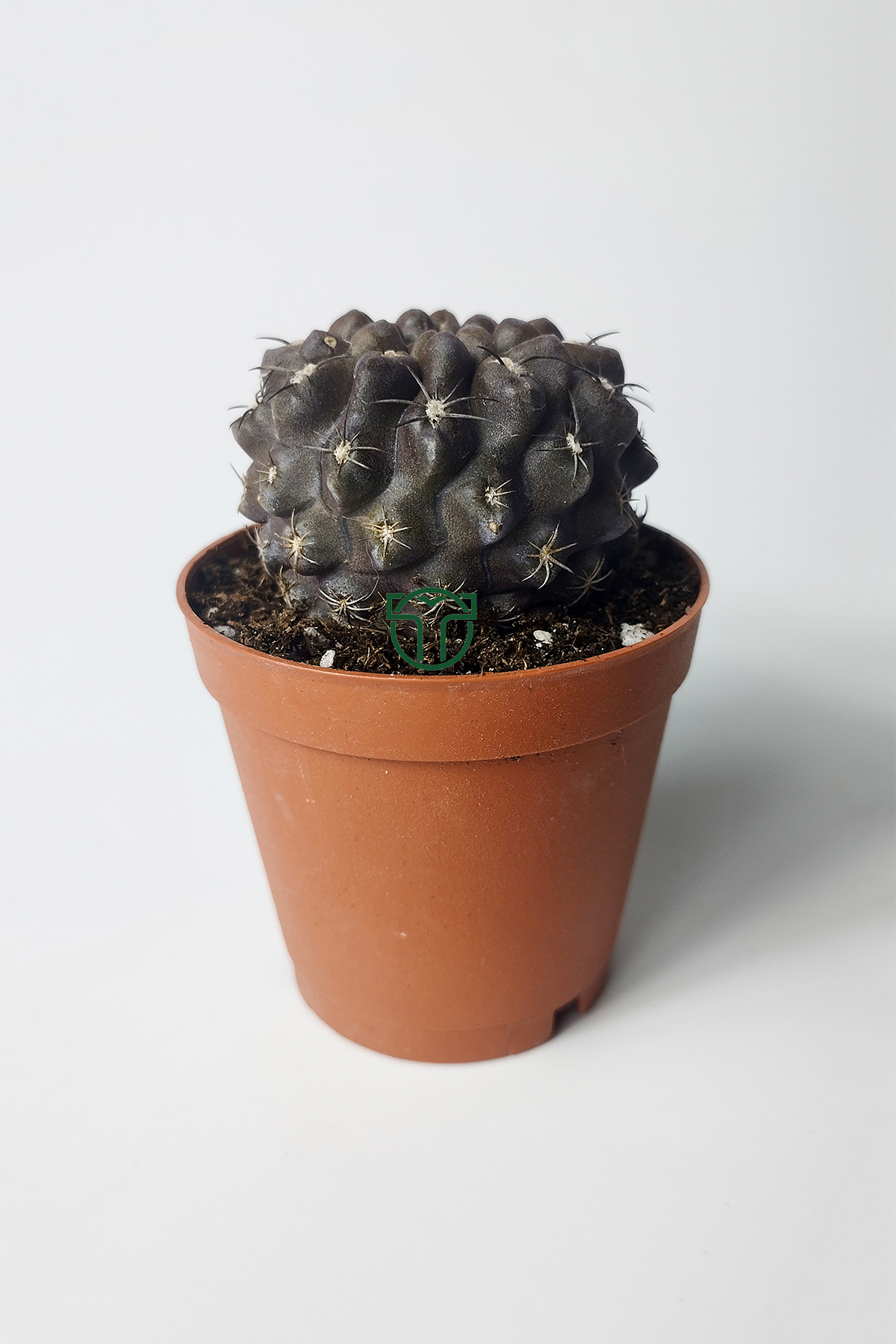 copiapoa-humilis-koyu-govde-koleksiyon-kaktus-5-5-saksida-01 Copiapoa Humilis