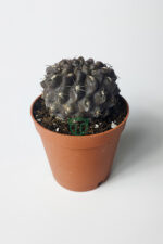 Copiapoa Humilis koyu gövde koleksiyon kaktüs 5.5 cm saksıda - Görsel 2