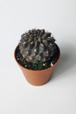 Copiapoa Humilis koyu gövde koleksiyon kaktüs 5.5 cm saksıda - Görsel 3