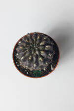 Copiapoa Humilis koyu gövde koleksiyon kaktüs 5.5 cm saksıda - Görsel 4