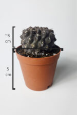 Copiapoa Humilis koyu gövde koleksiyon kaktüs 5.5 cm saksıda - Görsel 5