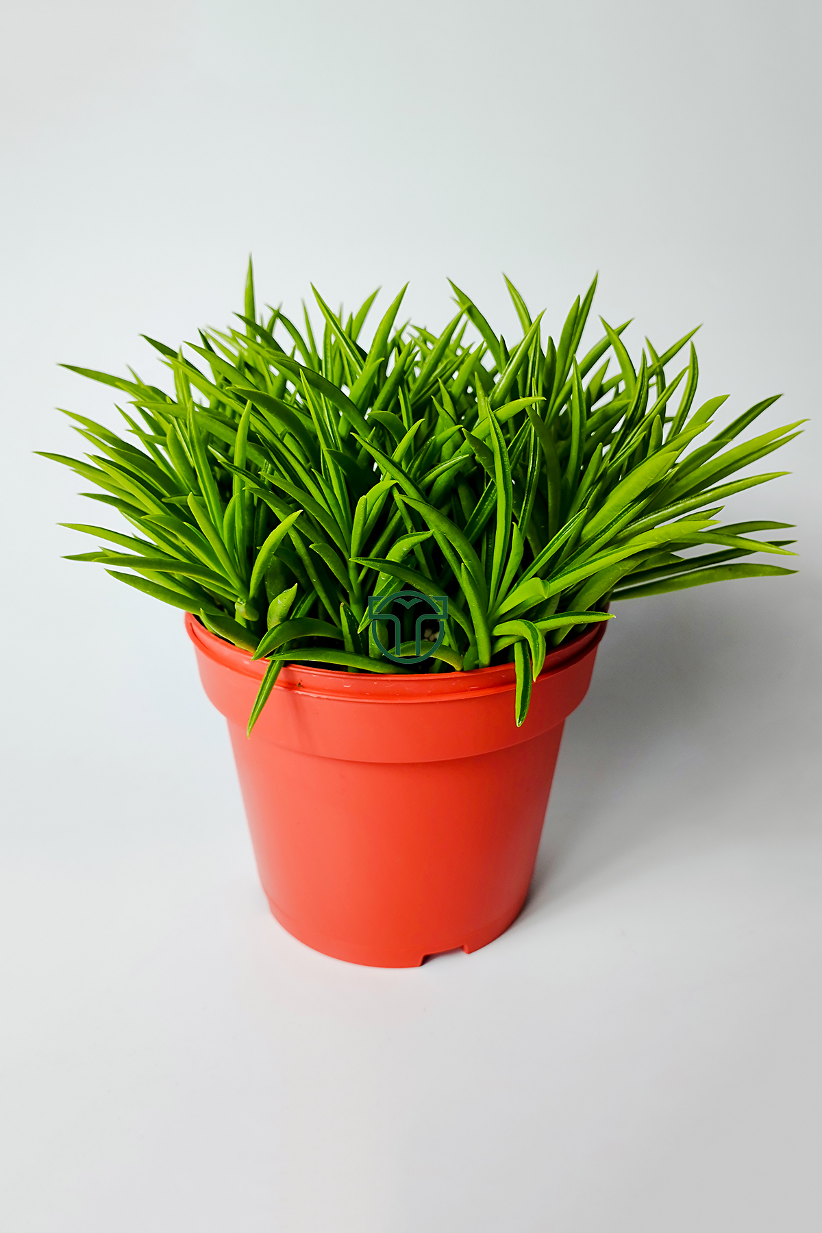 peperomia-ferreyrae-mutlu-fasulye-dekoratif-sukulent-12-cm-saksida-01 Peperomia Ferreyrae Mutlu Fasulye