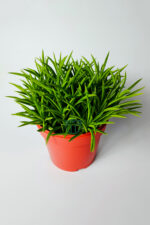 Peperomia Ferreyrae (mutlu fasulye) dekoratif sukulent 12 cm saksıda - Görsel 2