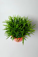 Peperomia Ferreyrae (mutlu fasulye) dekoratif sukulent 12 cm saksıda - Görsel 3