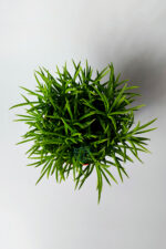 Peperomia Ferreyrae (mutlu fasulye) dekoratif sukulent 12 cm saksıda - Görsel 4