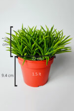 Peperomia Ferreyrae (mutlu fasulye) dekoratif sukulent 12 cm saksıda - Görsel 5