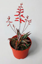 Aloe Christmas Carol