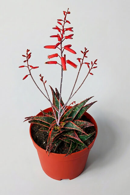 Aloe Christmas Carol