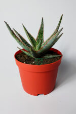 Aloe Christmas Carol Sukulent – Renkli Yapraklı Koleksiyon Aloe - Görsel 2