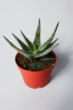 Aloe Christmas Carol Sukulent – Renkli Yapraklı Koleksiyon Aloe - Görsel 3
