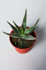 Aloe Christmas Carol Sukulent – Renkli Yapraklı Koleksiyon Aloe - Görsel 4