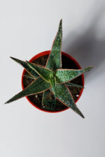 Aloe Christmas Carol Sukulent – Renkli Yapraklı Koleksiyon Aloe - Görsel 5