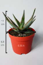 Aloe Christmas Carol Sukulent – Renkli Yapraklı Koleksiyon Aloe - Görsel 6