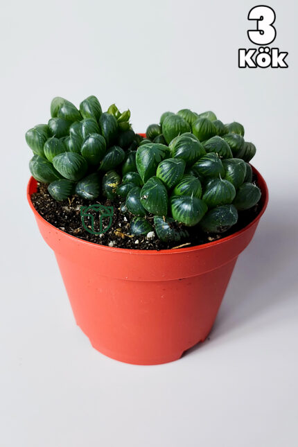 haworthia cooperi cam görünümlü sukulent