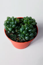 Haworthia Cooperi cam görünümlü sukulent 3'lü (3 kök) ev ve ofiste kolay bakım - Görsel 2