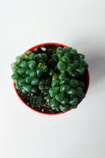 Haworthia Cooperi cam görünümlü sukulent 3'lü (3 kök) ev ve ofiste kolay bakım - Görsel 3