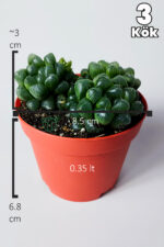 Haworthia Cooperi cam görünümlü sukulent 3'lü (3 kök) ev ve ofiste kolay bakım - Görsel 6