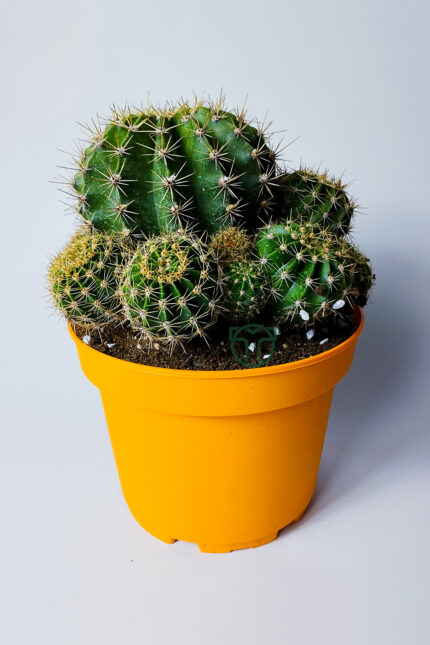 Kaynana topuzu, Echinopsis Oxygona