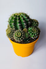 Kaynana Topuzu Echinopsis Oxygona Büyük Boy 19 cm Saksıda - Görsel 2