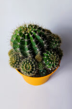 Kaynana Topuzu Echinopsis Oxygona Büyük Boy 19 cm Saksıda - Görsel 3