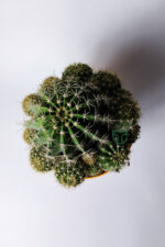 Kaynana Topuzu Echinopsis Oxygona Büyük Boy 19 cm Saksıda - Görsel 4
