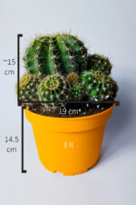 Kaynana Topuzu Echinopsis Oxygona Büyük Boy 19 cm Saksıda - Görsel 5