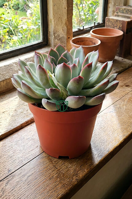 Echeveria Chihuahuaensis – Koleksiyonluk Sukulent Türü