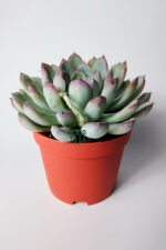 Echeveria Chihuahuaensis – Koleksiyonluk Sukulent – 8.5 cm Saksıda - Görsel 2