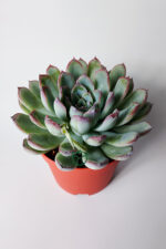 Echeveria Chihuahuaensis – Koleksiyonluk Sukulent – 8.5 cm Saksıda - Görsel 3