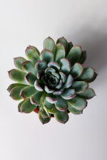 Echeveria Chihuahuaensis – Koleksiyonluk Sukulent – 8.5 cm Saksıda - Görsel 4