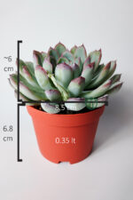 Echeveria Chihuahuaensis – Koleksiyonluk Sukulent – 8.5 cm Saksıda - Görsel 5