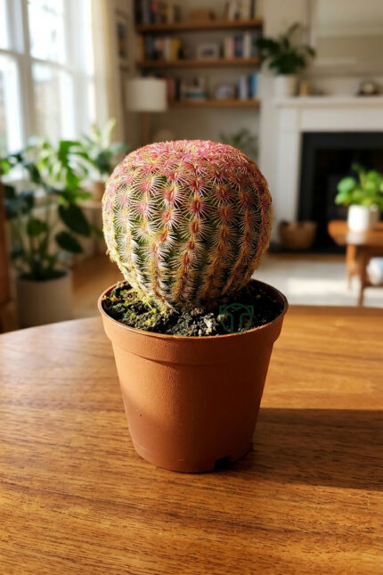 echinocereus rigidissimus,