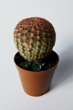 Echinocereus Rigidissimus – Nadir Koleksiyonluk Canlı Kaktüs – 5.5 cm Saksıda - Görsel 2