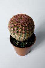 Echinocereus Rigidissimus – Nadir Koleksiyonluk Canlı Kaktüs – 5.5 cm Saksıda - Görsel 3
