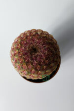 Echinocereus Rigidissimus – Nadir Koleksiyonluk Canlı Kaktüs – 5.5 cm Saksıda - Görsel 4