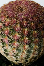 Echinocereus Rigidissimus – Nadir Koleksiyonluk Canlı Kaktüs – 5.5 cm Saksıda - Görsel 5