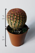 Echinocereus Rigidissimus – Nadir Koleksiyonluk Canlı Kaktüs – 5.5 cm Saksıda - Görsel 6
