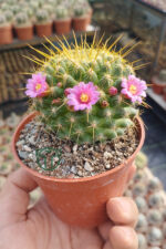 cicekli-mammillaria